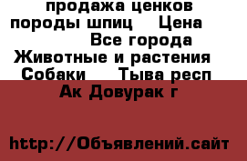 продажа ценков породы шпиц  › Цена ­ 35 000 - Все города Животные и растения » Собаки   . Тыва респ.,Ак-Довурак г.